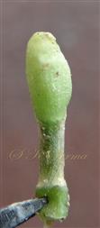  Subterranen inflorescence (Unopened)